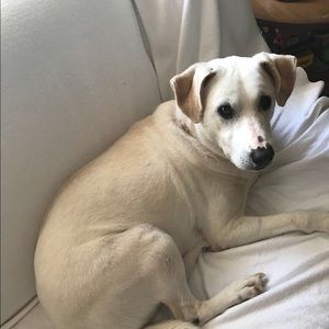 Meet your Posher, Amelie